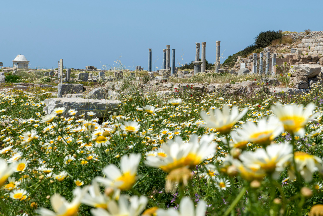 Columns of an ancient city on the Turkish coast in Knidos rise up over a foreground of daisies