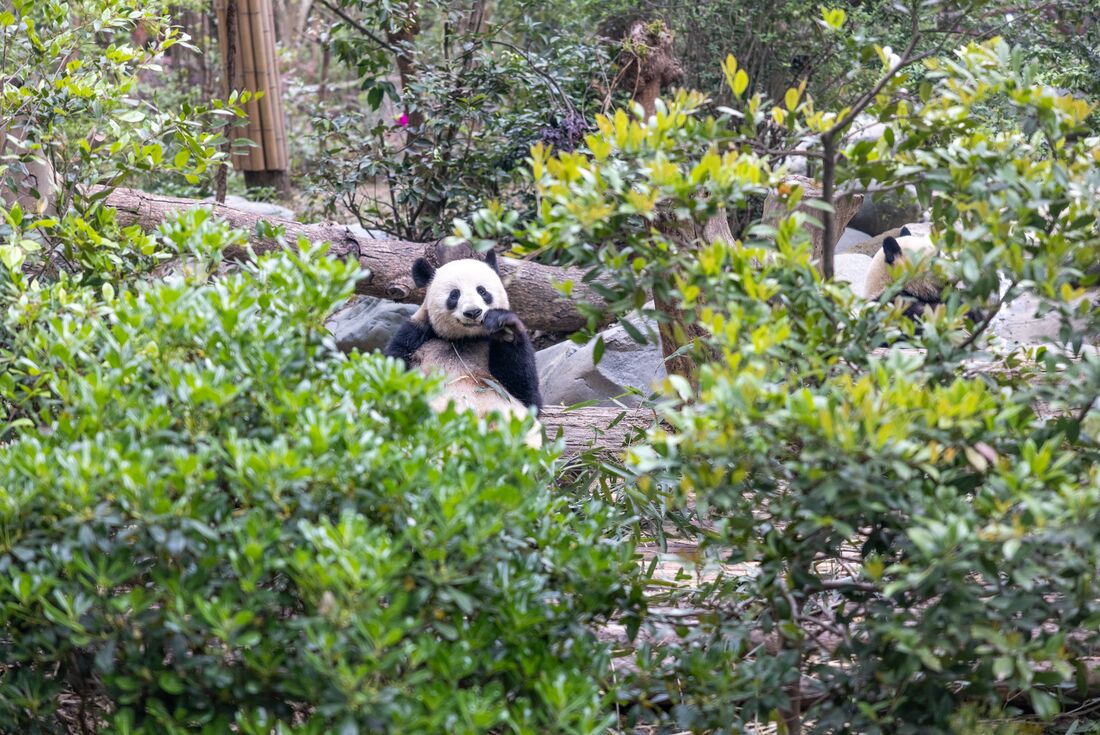Two Pandas surrounded by lush green in the Panda Breeding Centre in Chengdu, China