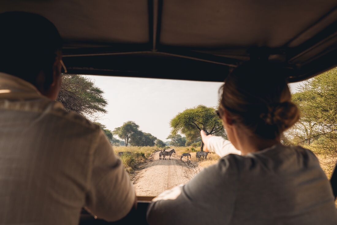 Herd of zebras crossing the path of the safari group in Tarangire National Park