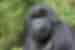 Have an experience of a lifetime in Rwanda spending time with the Mountain Gorillas in Rwanda