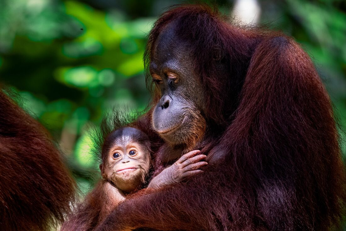 Orangutan mother looks down at her child at Sepilok Orangutan Rehabilitation Centre in Borneo