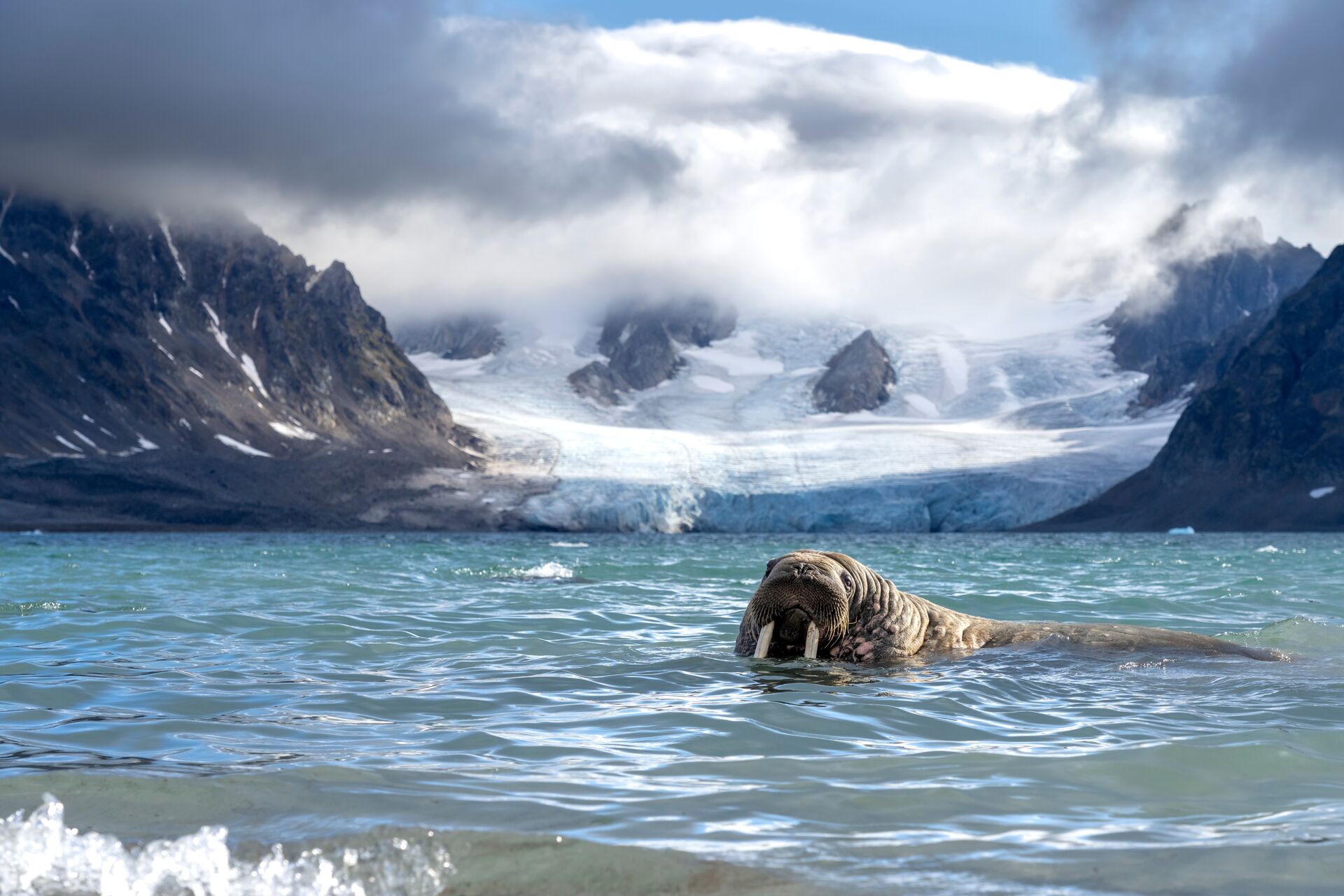 Walrus on stone beach at mouth of glacier fjord in Svalbard coastal regions