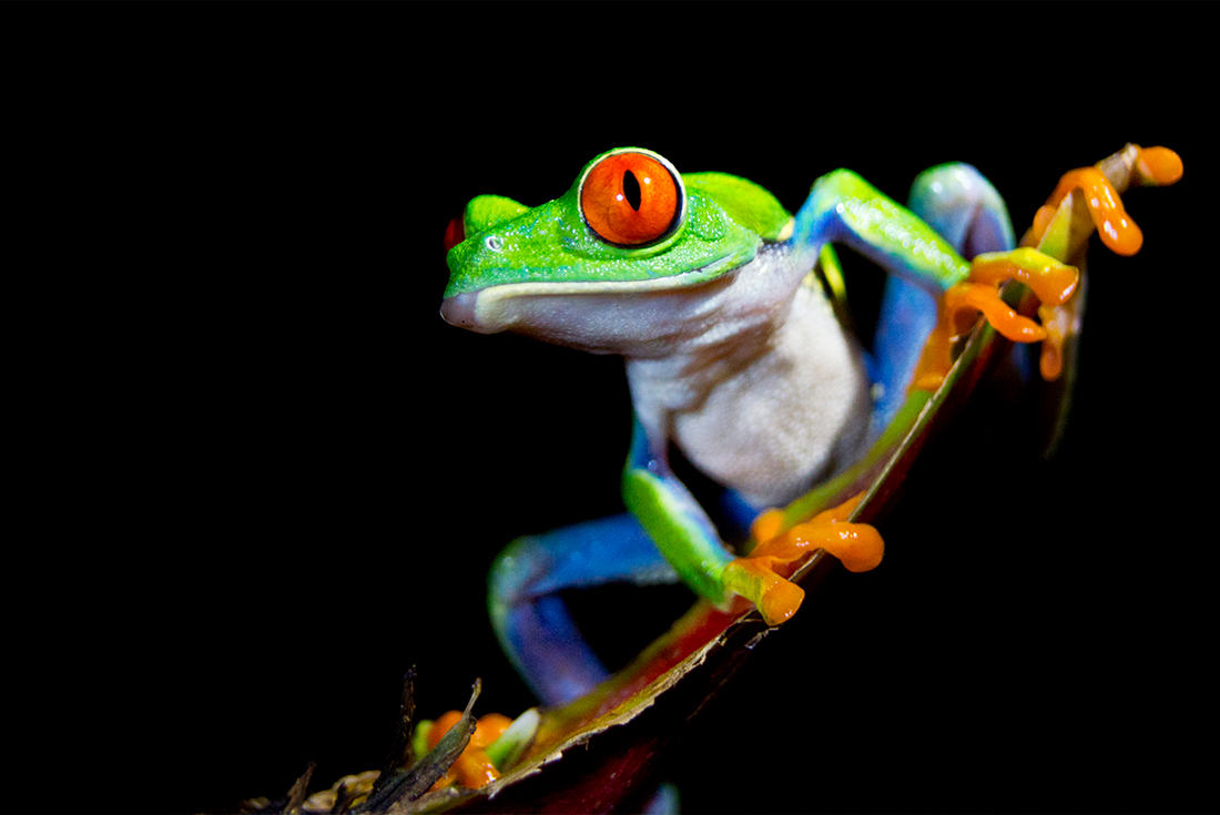 A Red-eyed Tree Frog in Sarapiqui at night.