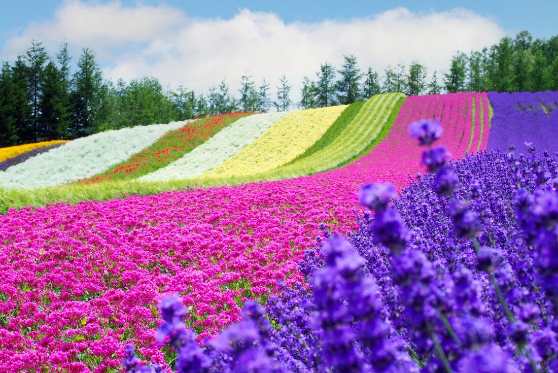 A field with rows of colourful flowers rolls down from a hill with lavender in the foreground and a line of trees beyond