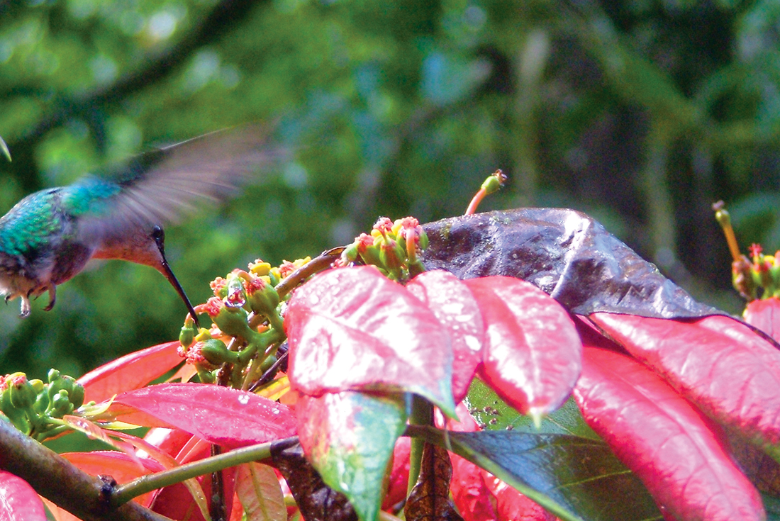 colombia sierra nevada hummingbird flower forest