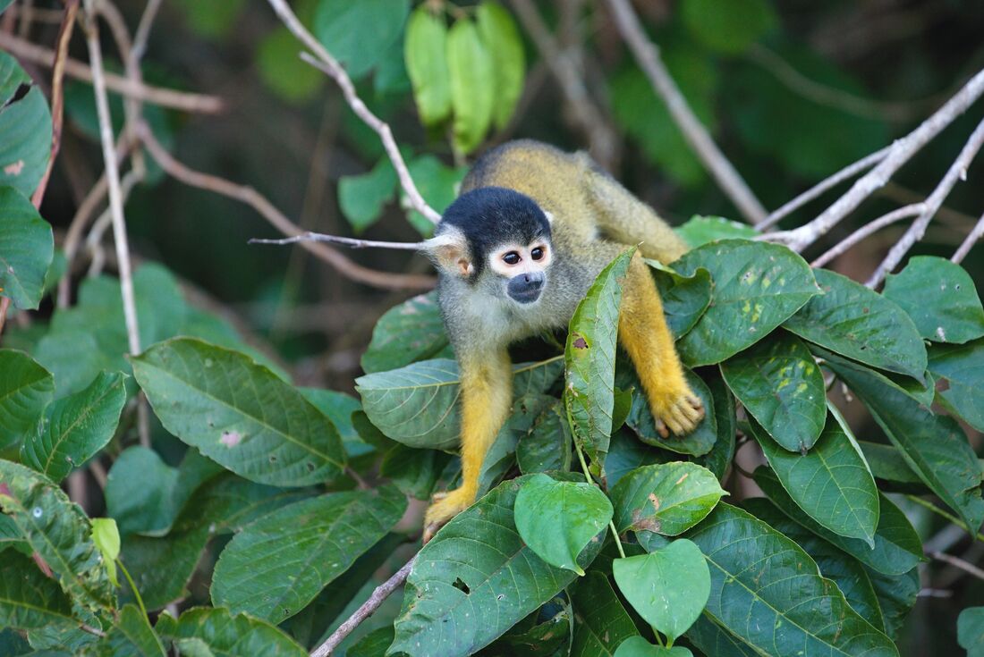 Squirrel monkey in the Amazon rainforest balancing on branches