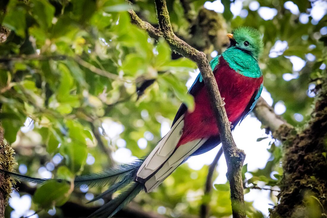 Resplendant Quetzal in the rainforest canopy of Monteverde, Costa Rica