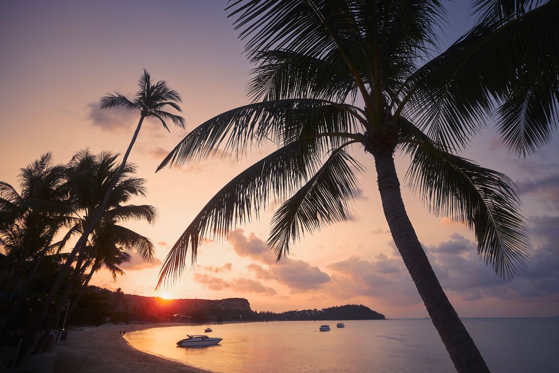 Palm tree silhouettes and island sunset in Koh Samui, Thailand