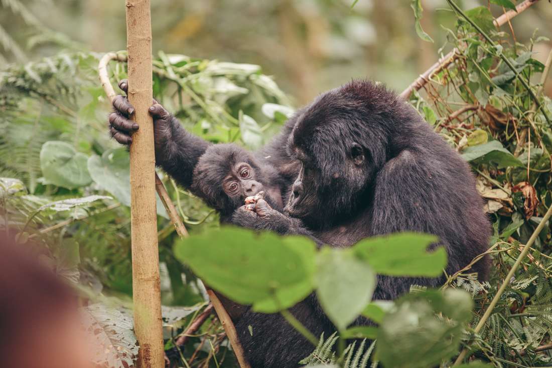 Uganda Gorilla Trekking