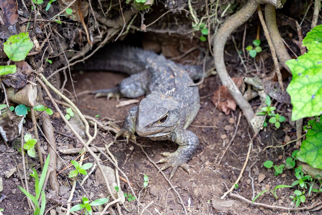 Tuatara reptile in Zealandia, New Zealand