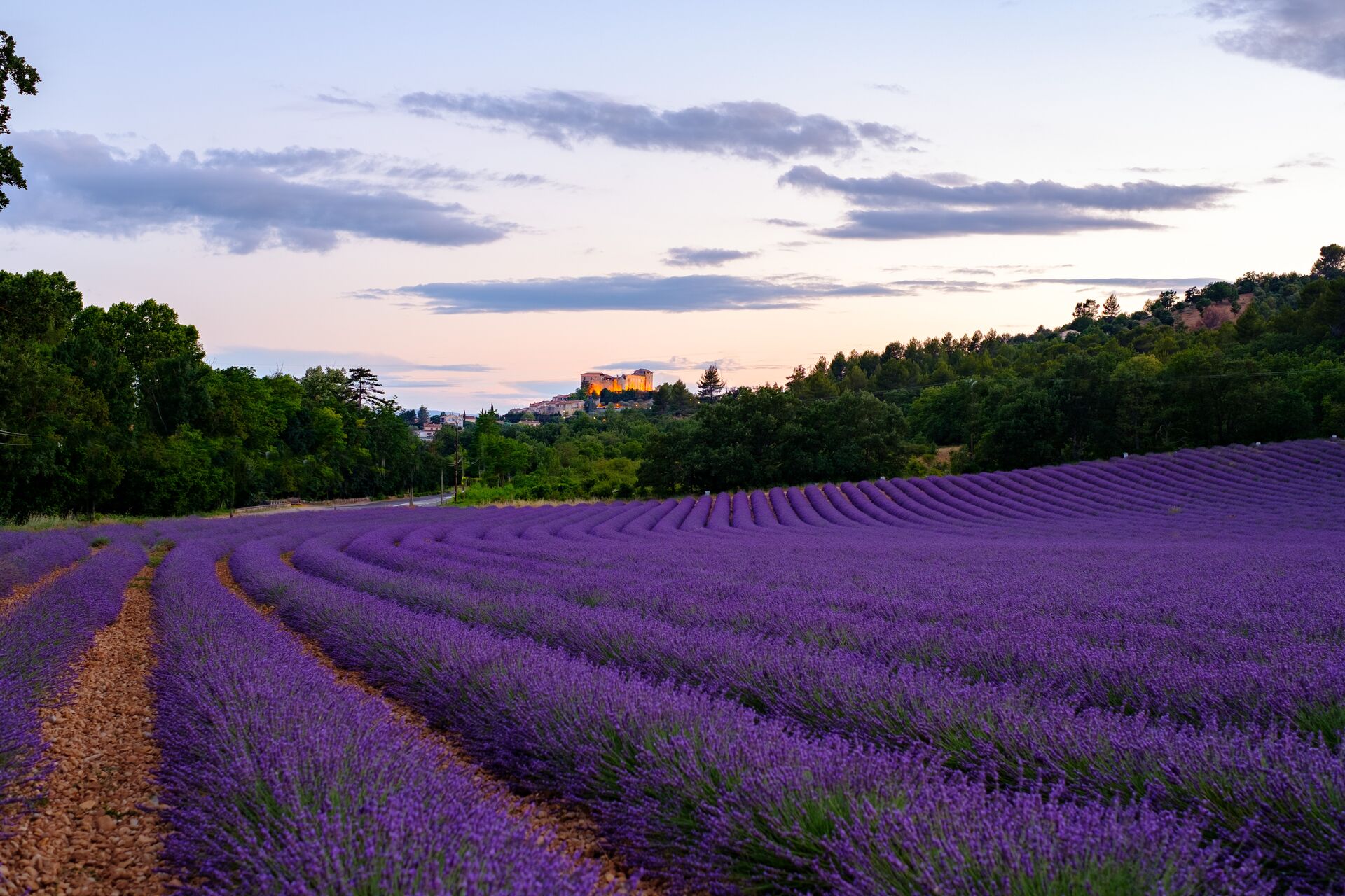 Sunrise over the lavender field rows of Greoux les Bains in Provence, France