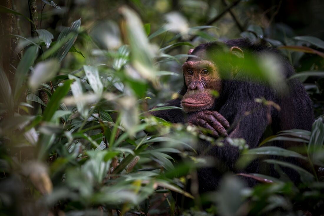 Adult chimpanzee looks at the viewer from among foliage in Kalinzu Forest Uganda