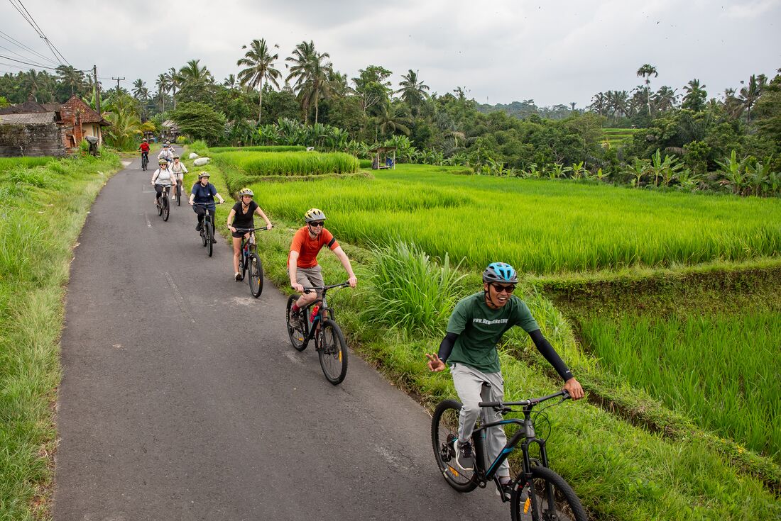 Travellers cycle in single file behind local guide, as they ride past vibrant green rice fields, Bali