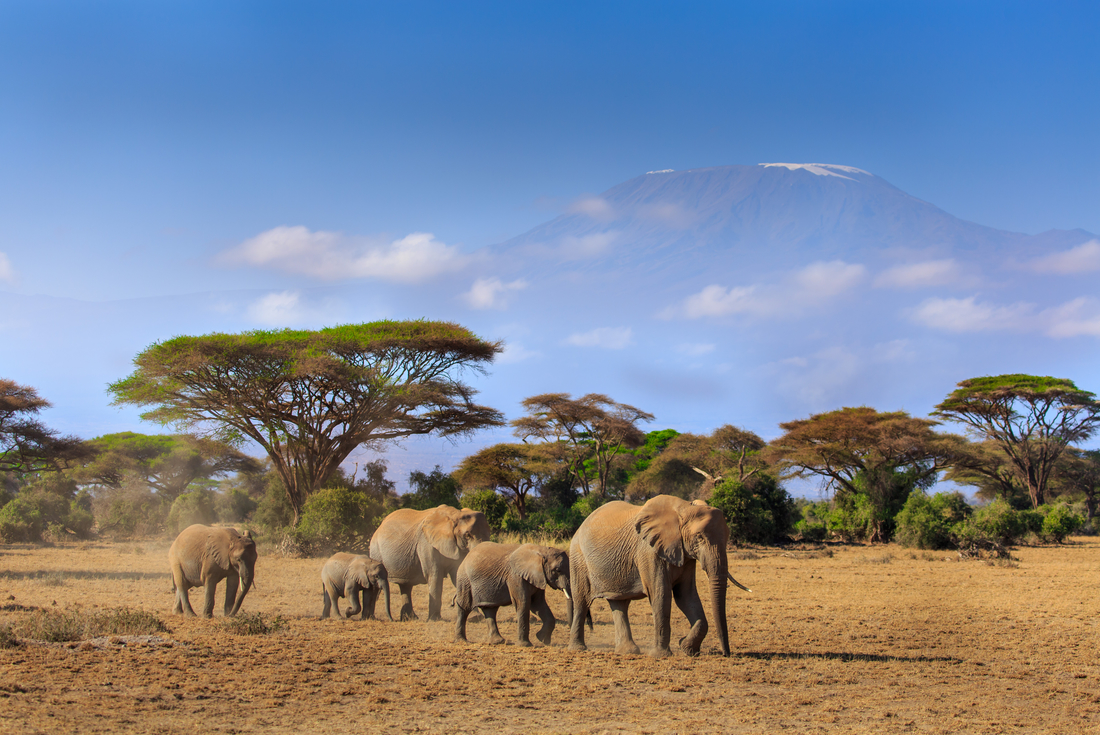 Kenya_amboseli_kilimanjaro_elephants-landscape