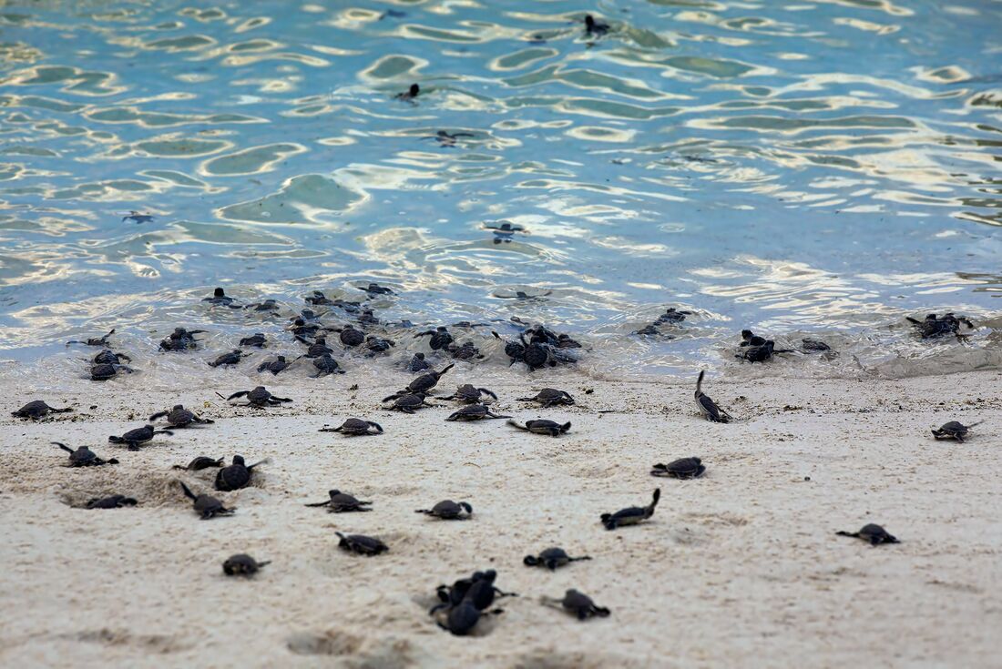 Baby Green sea turtles head to the water in a bid for freedom on Turtle Island in Borneo