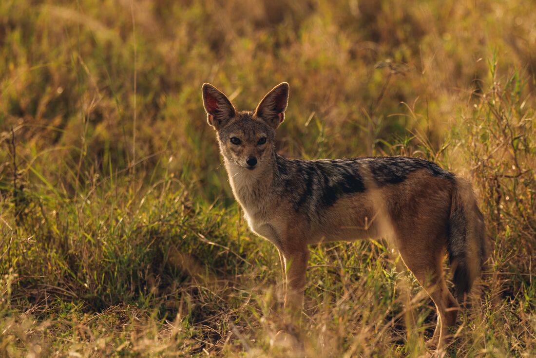 An East African black-backed jackal in the Serengeti bush