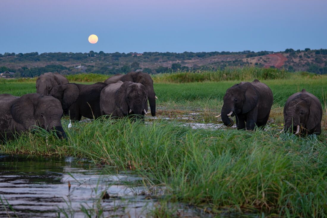 Herd of Elephants during dusk in Chobe, Botswana