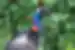 The beautiful and deadly blue skinned cassowary spotted on Mission Beach in Queensland