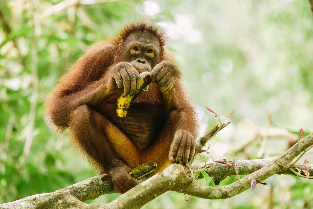 Orangutan, Sepilok Orangutan Rehabilitation Centre