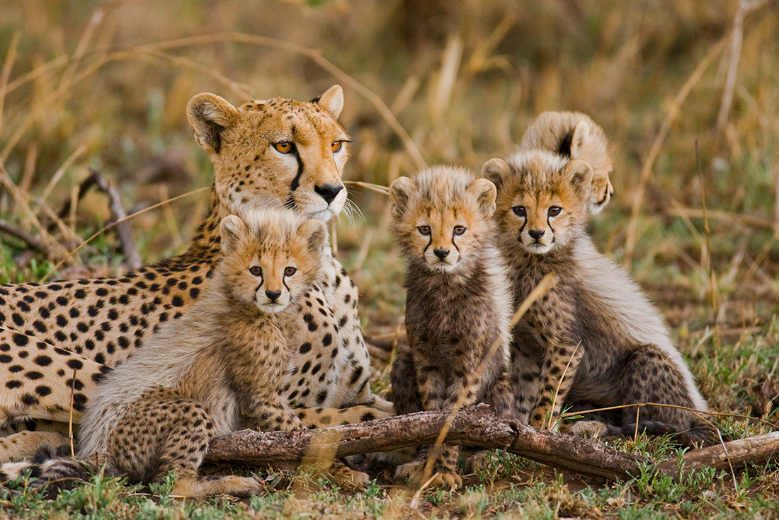 Cheetahs, Serengeti National Park, Tanzania