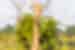 Botswana-Chobe-national-park-Botswana_giraffe