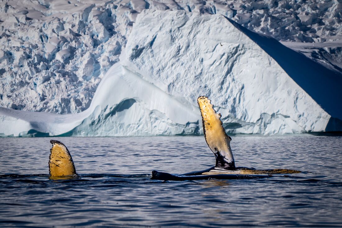 Humpback whale waves with its fin from the waters in Antarctica