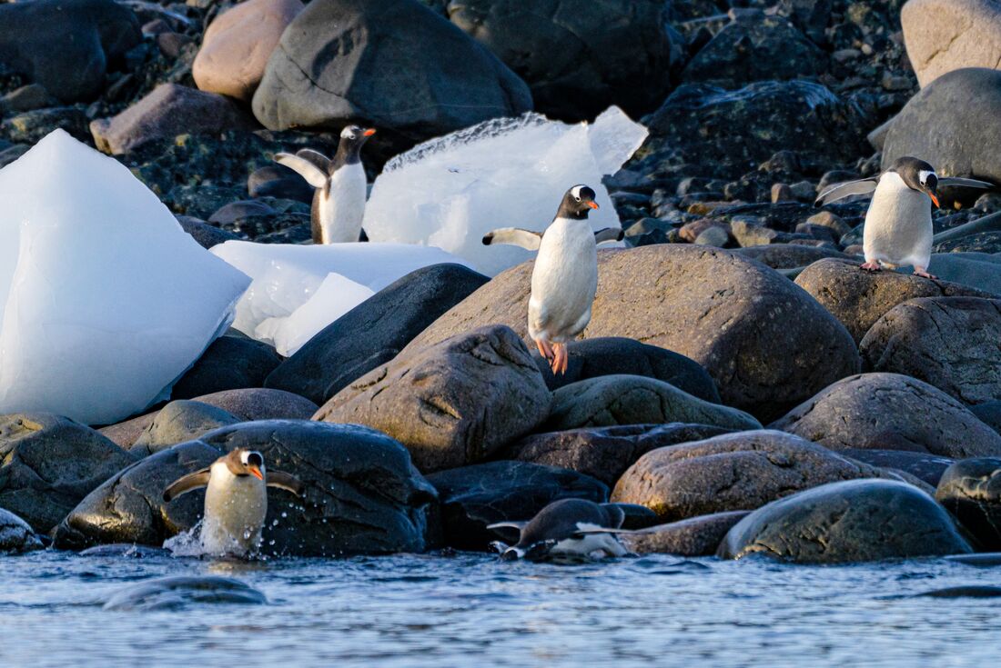 Gentoo penguins hop into the water at Deception Island off Antarctica