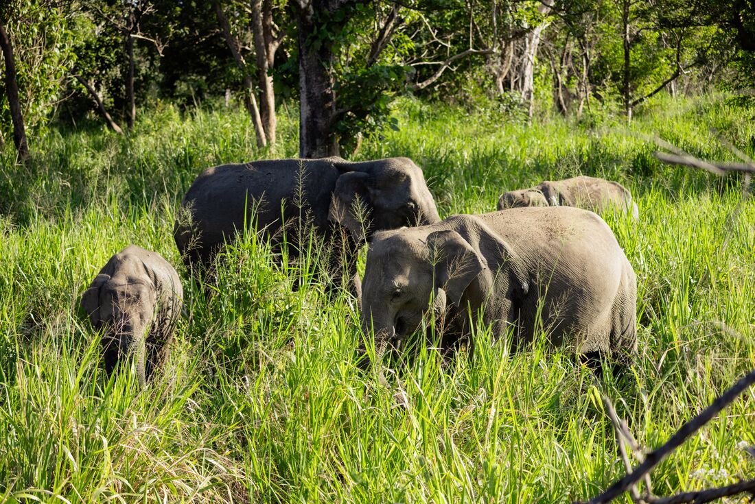Small herd of elephants amongst long green grass at Minneriya National Park near Dambulla, Sri Lanka