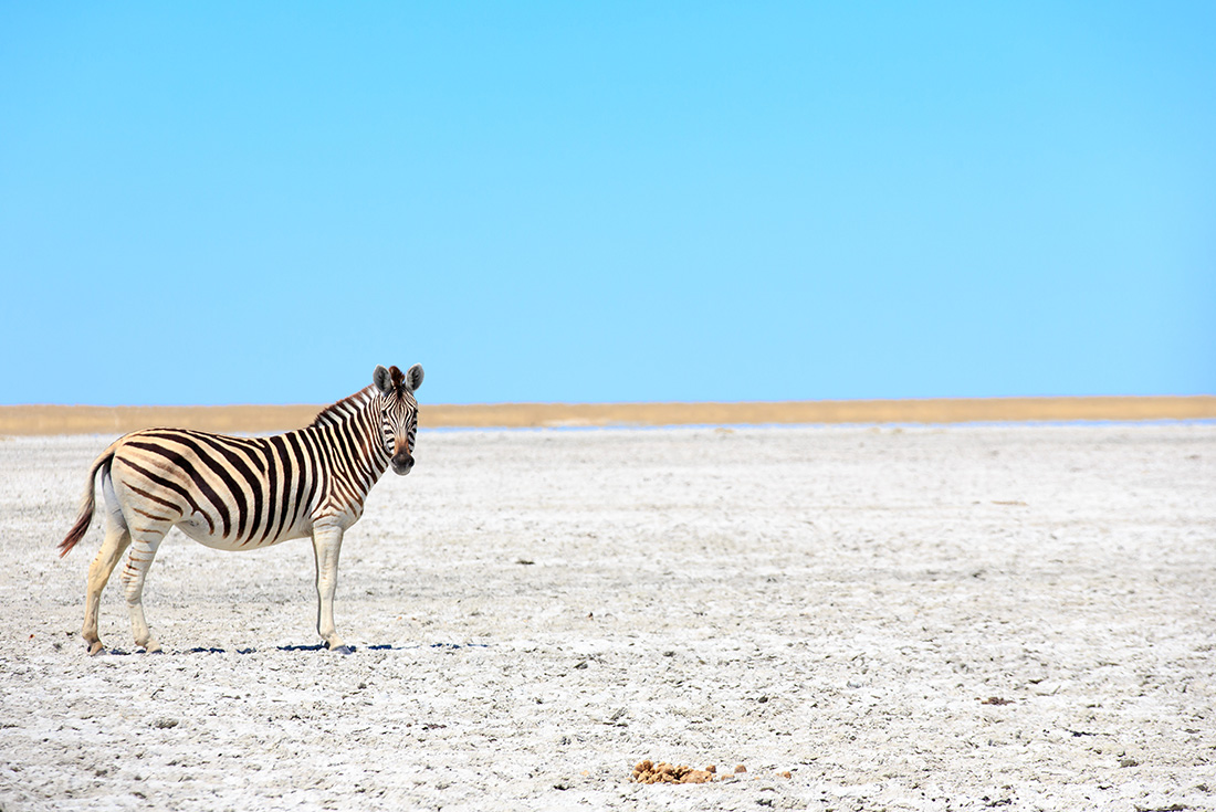 A zebra on the Makgadikgadi Salt Pans near Nata in Botswana