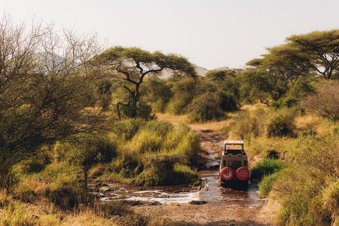 Crossing the green belt of a river on the golden grasslands of Serengeti National Park