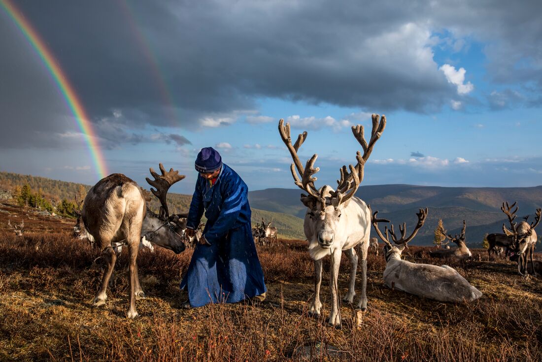 Tsaatan Reindeer herder with his reindeer on a hilltop with a rainbow crossing the background in Mongolia