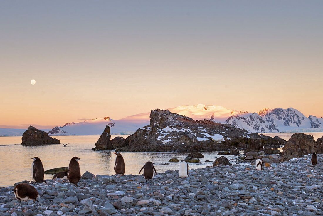 Chinstrap penguins relax on a pebble beach during moonrise and sunset on Antarctic shores