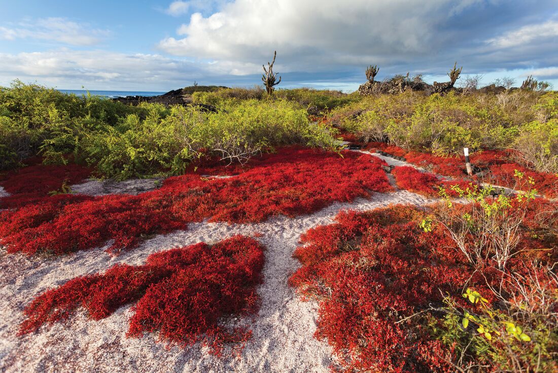 Unique red and green coloured flora of Isla Floreana in the Galapagos Islands