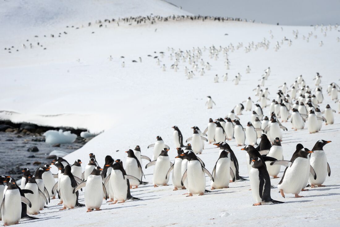 A procession of gentoo penguins on the Cuverville Island
