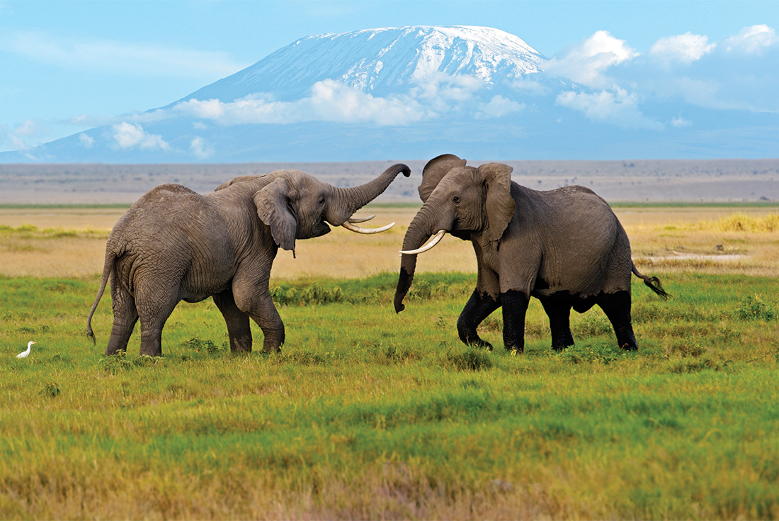 African Elephants, Amboseli National Park, Kenya