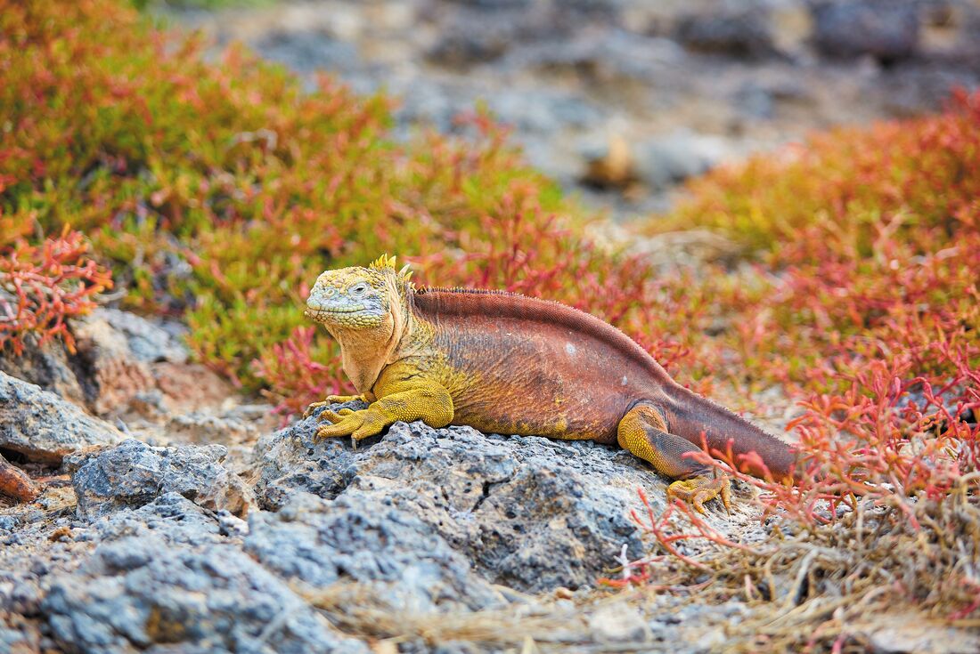 galapagos_land-iguanav