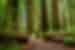 Traveller looks up at the canopy of Redwood National Park while walking between two halves of an enormous down tree