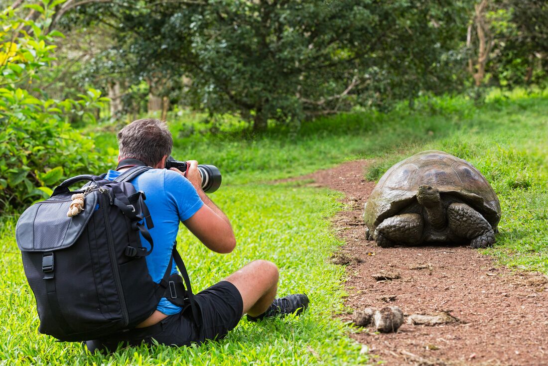 Traveller gets low to the ground while photographing a wild giant tortoise on Isla Santa Cruz