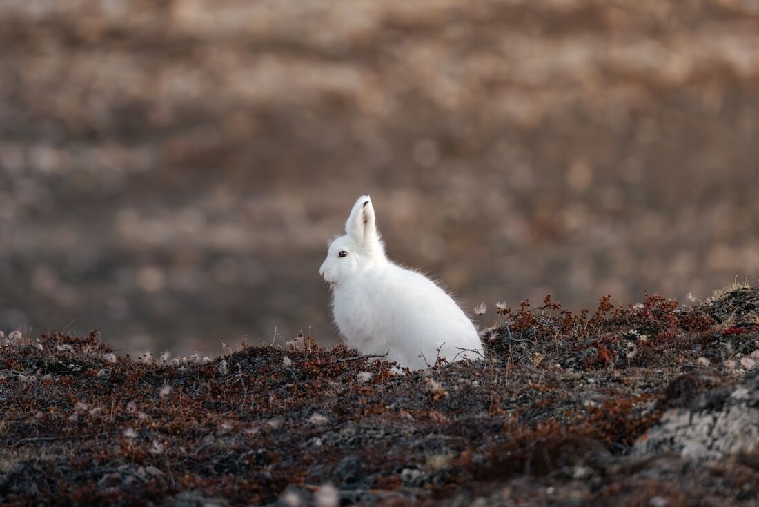 Arctic rabbit in the dark foliage of Ella Island off Greenland