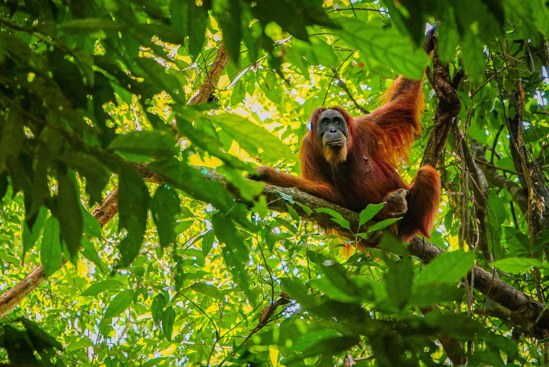 Female Orangutan looks up in the canopy near Bukit Lawang