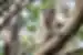 Koala looks out from branch in a tree at Port Macquarie Koala Hospital