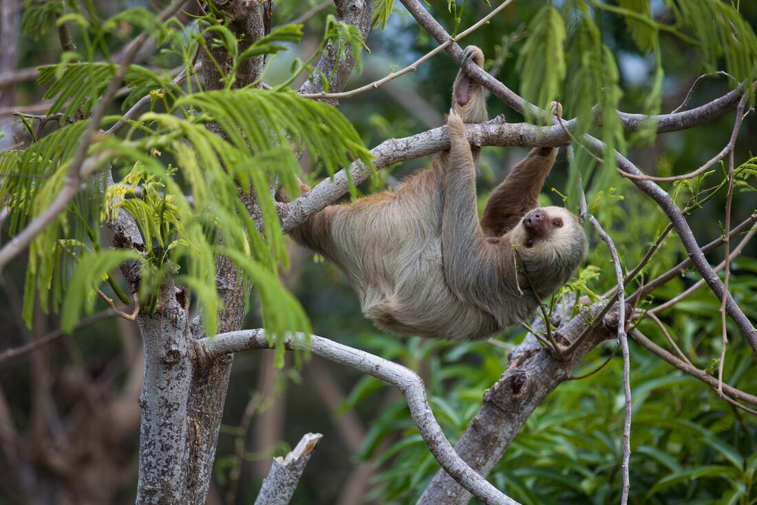 Two toed sloth in Manuel Antonio National Park