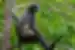 Wild Thomas Leaf Monkey in Sumatra, Indonesia
