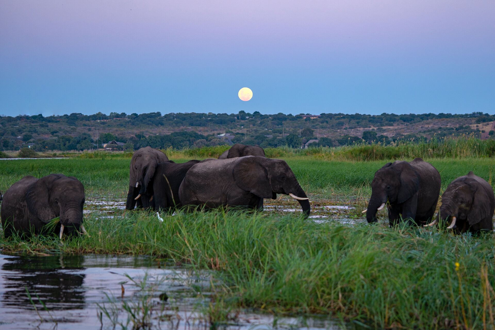 Elephants graze on low Okavango river grasses as the moon rises on Botswana's river delta