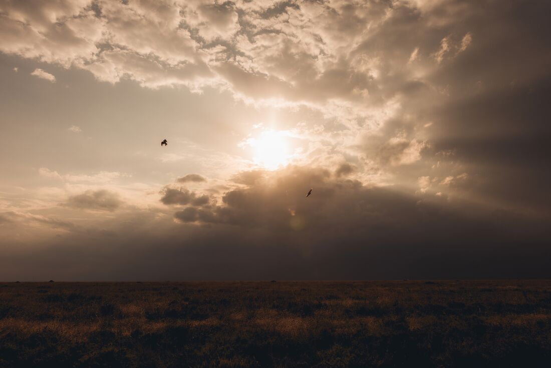 Eagles play in the cloudy sunset over Serengeti National Park