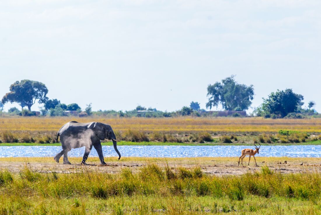Elephant and antelope wandering Chobe National Park, Botswana