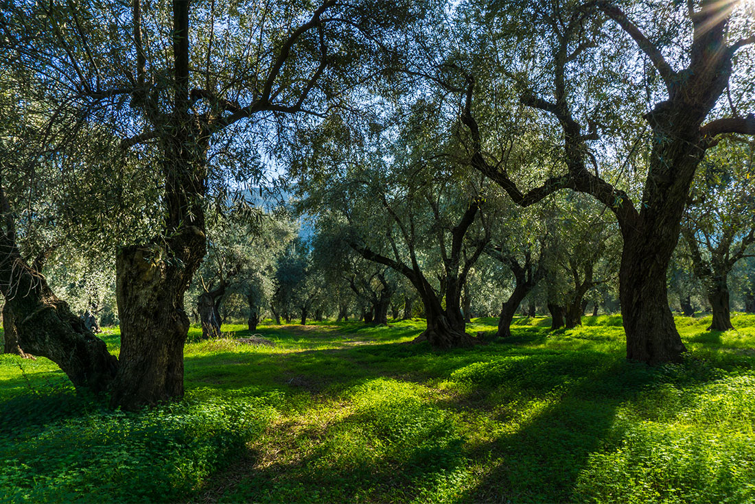Some of the oldest olive groves on Earth and the largest contiual grove in Greece near Delphi