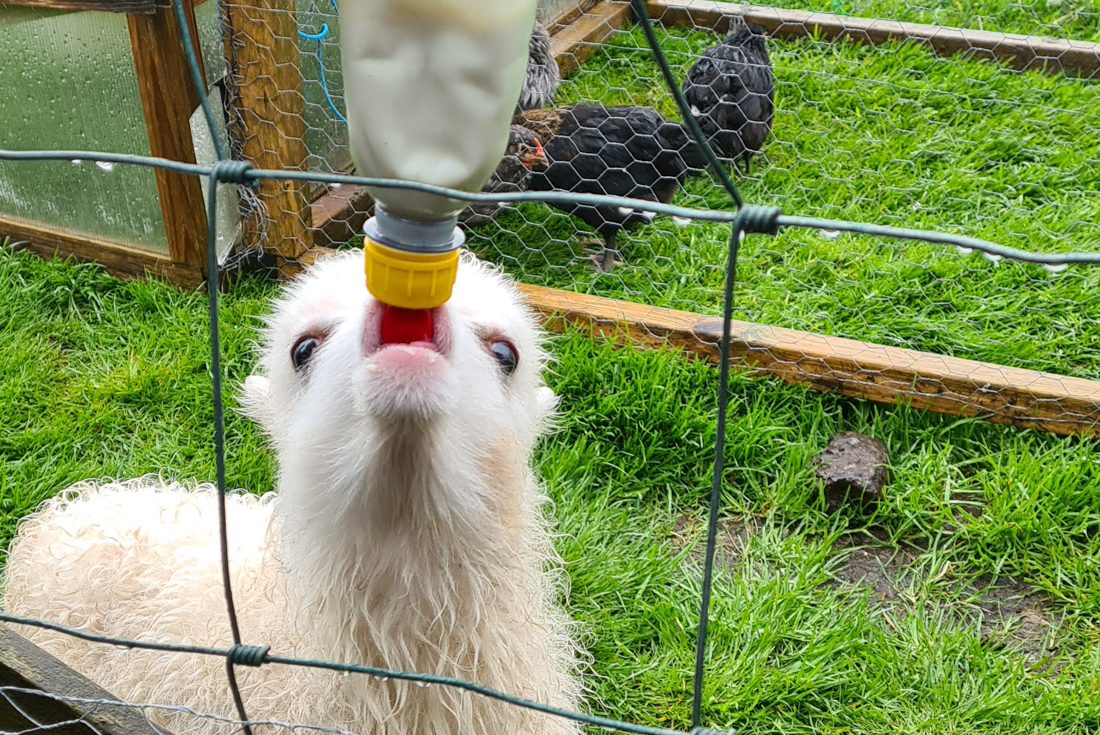 Close shot of a lamb being fed through a farm fence at Hanusarstova in Faroe Islands
