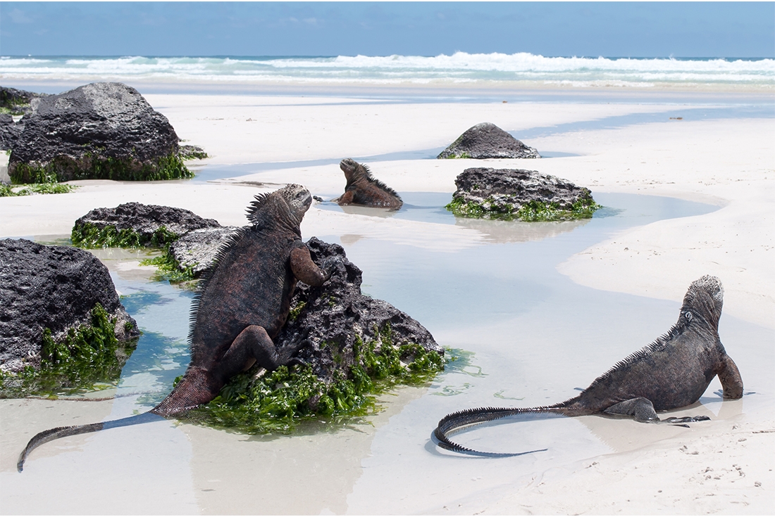 Galapagos_Island_Wildlife