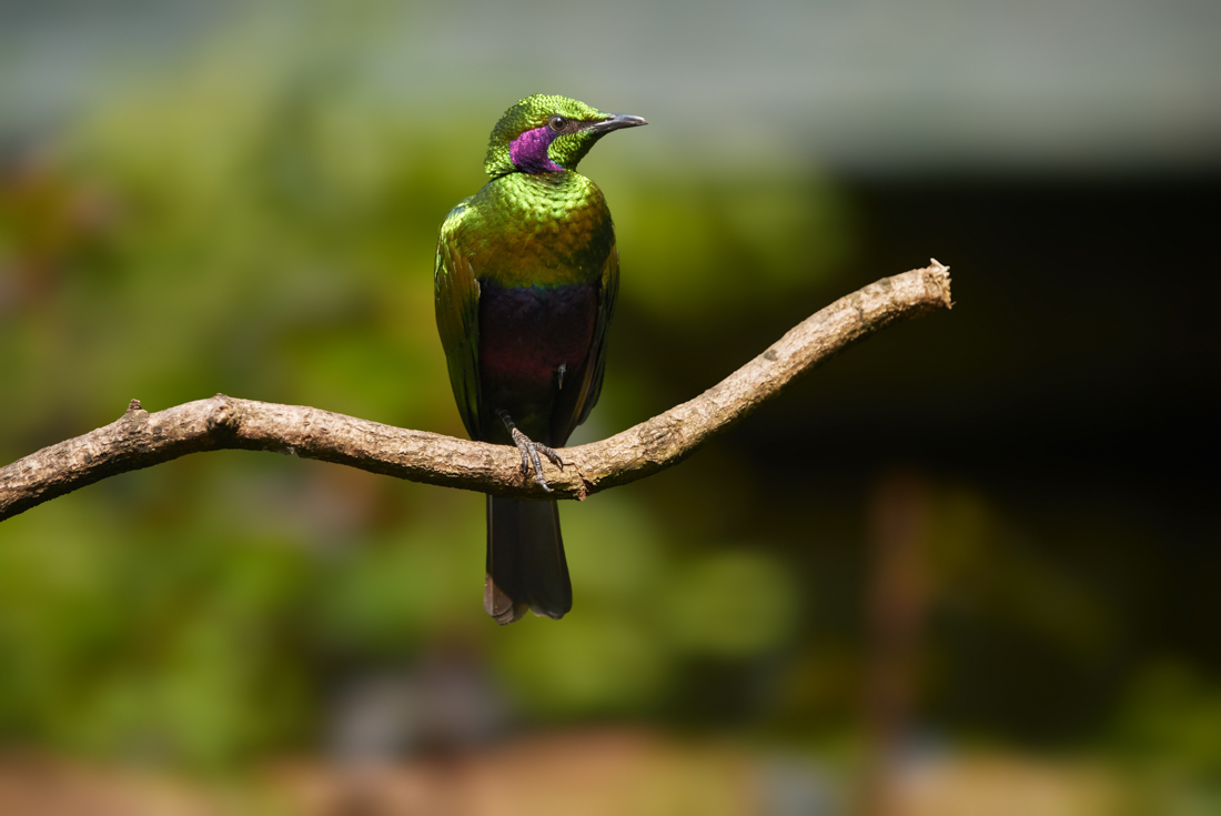 Emerald starling on Banana Islands in western Sierra Leone